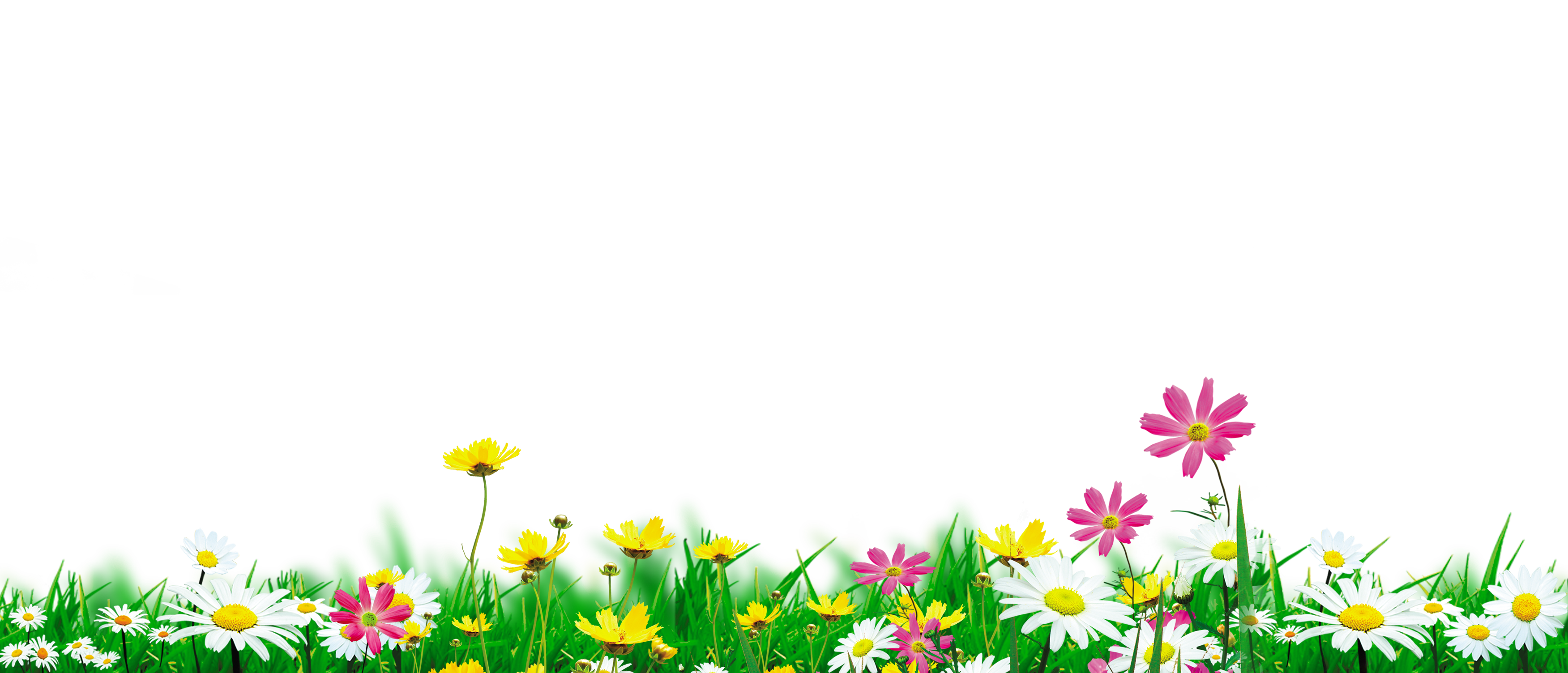 flowers flowers